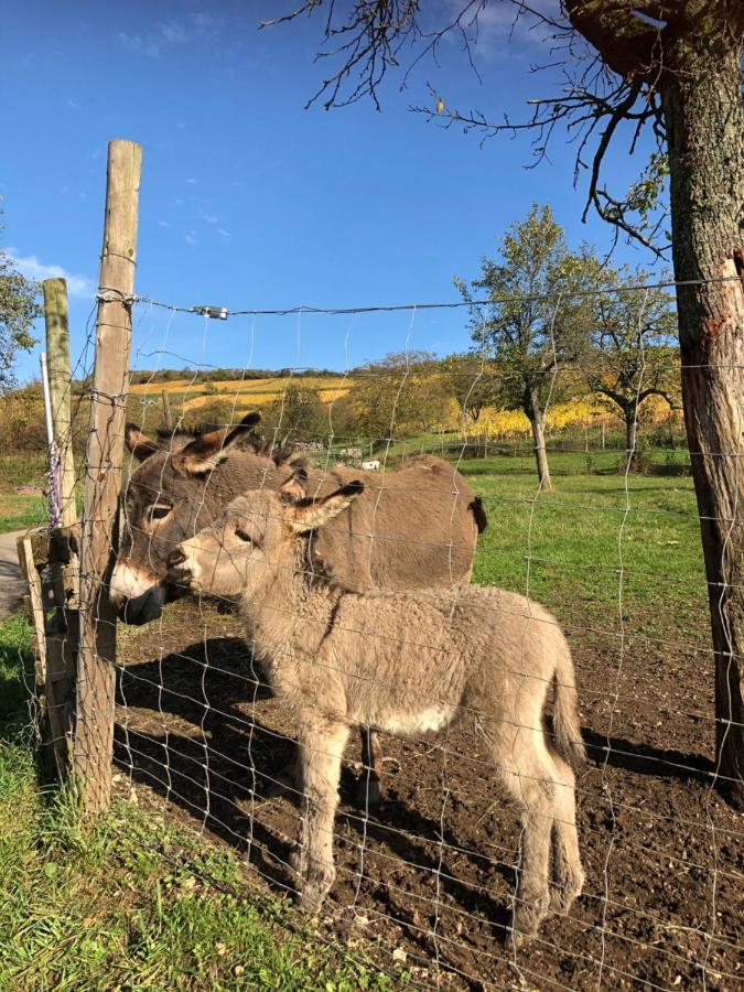 Chez Le Vigneron Lägenhet Westhalten Exteriör bild